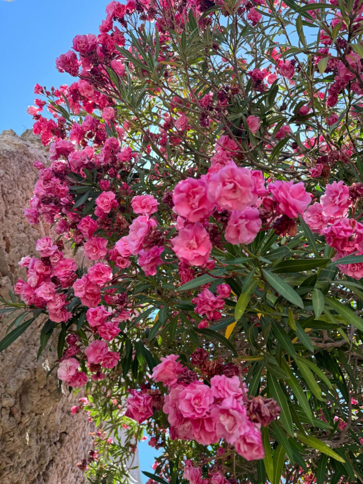 La Rosa Blu Bed & Breakfast Gerace Exterior photo